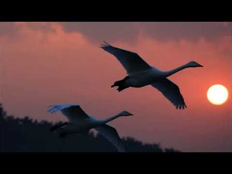 Клип на песню "Лебеди летят" - исполняет Сетлана Руль