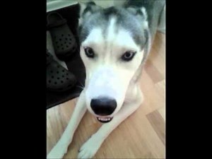 Talking Husky Argues about going to park