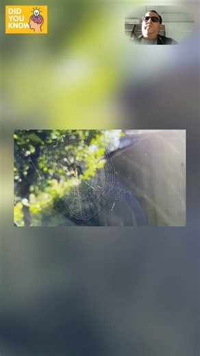 Did You Know This? Spider Silk Is Stronger Than Steel