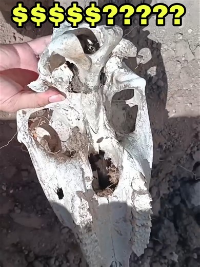 Tesoro de Fósil de Dinosaurio en Piscina