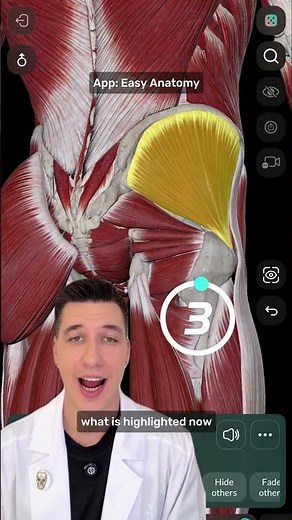 Gluteal muscles 🎲🍑 Test yourself with the Easy Anatomy app