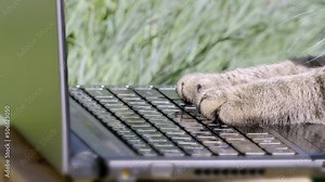 Cat typing text on a laptop. Tabby cat paws typing and pressing buttons on laptop keyboard. Concept freelance work, humor, joke. Cute and fluffy cat paws, pet life. Funny playful video close-up