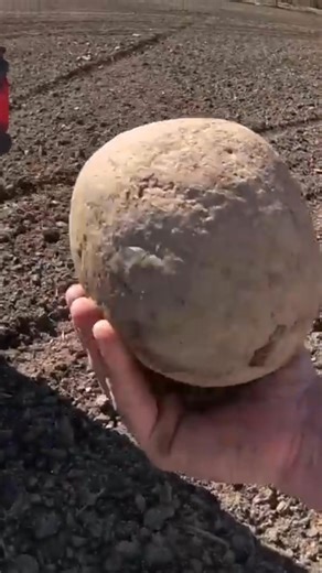 6.3K views · 67 reactions | A farmer takes a close look at a rock. After careful consideration, he decides to clean up the field near his farm. Every little bit counts. #Farming #Agriculture #CleanField #HardWork #FarmLife | Siegler Dairy Farm | Facebook