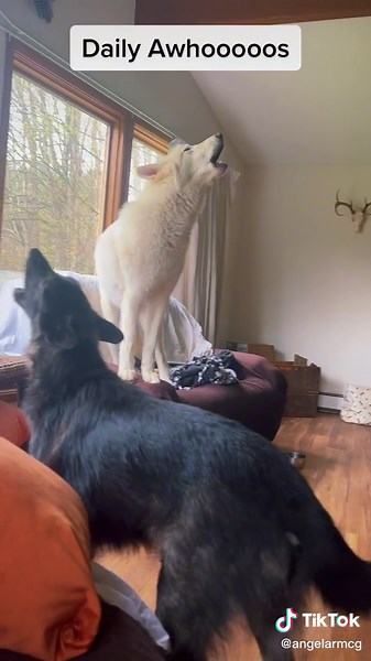 Funny Delivery Driver Mistakes Howling Dog for Wolves