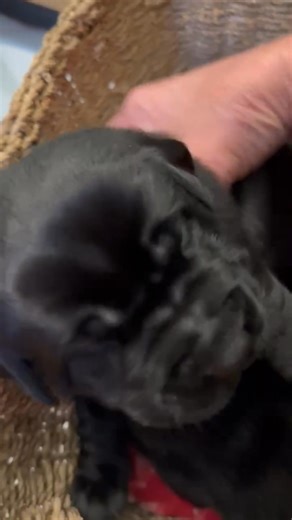 Little Spitfires! Day 17! | Spitfire Labradors