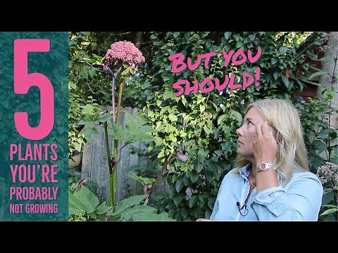 5 plants you probably don't grow but should | The Impatient Gardener