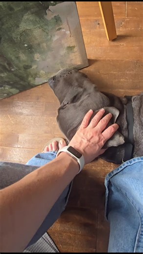 Trying to paint, but Boris wants to be right in the middle! 🐶🎨 #GreatDane #Dogs #Art #Life #Painting