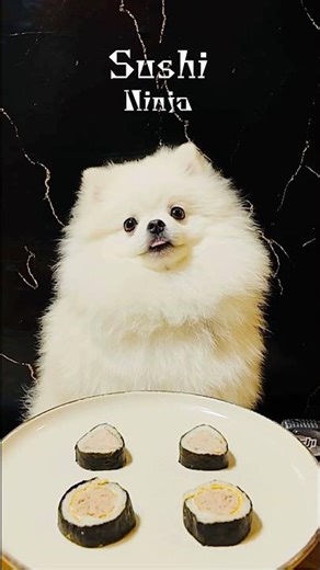 My Dog Tries Sushi for the First Time!