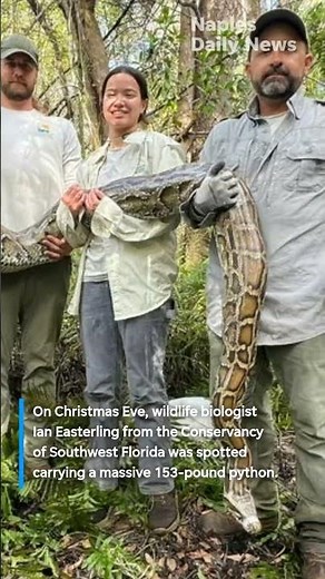 Santa hat, big python: Florida’s unusual Christmas Eve catch