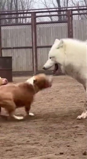 An albino wolf is running amok in the yard and the pit bulls can't do anything about it.