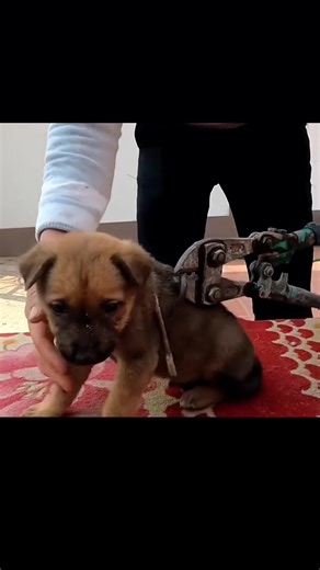 Recuse poor puppy #animal #help #save #love #foryou #pet #cool #fyp part1 | Tail to Tale Rescue