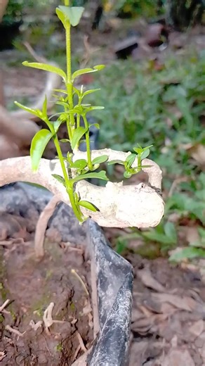 It's hard to explain its shape#plants