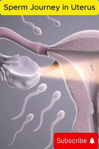 Sperm Journey in Uterus | The Race to Fertilization 🔬 #anotomy #pregnant #humanbodysystem #heartbit