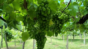 Grape plantation to produce albarino wine, typical of the Galicia region - Sanxenxo, Spain