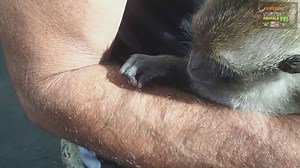 Compilation of hilarious wild monkey behavior