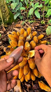 8 jenis buah buahan unik dari hutan kalimantan😍 #fruits #buahlokal | Aprilianus Fernando