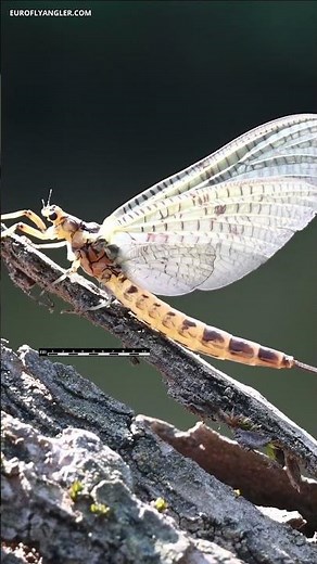 Real mayfly (Ephemera danica) trying to take off and macro view of a hatched female specimen