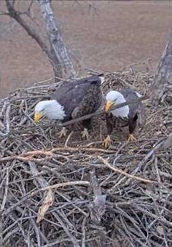 Kansas Bald Eagles 12-22-25. Ellie & Harvey are LIVE on the Kansas Bald Eagles Cam, Season 3!🦅🎉🦅