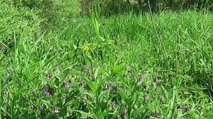 herbal plant comfrey (symphytum) growing on havel river meadows (Germany)