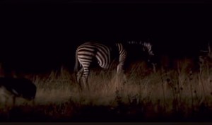 Injured zebra 🦓 got take down by Hyenas | Gavin Gordon