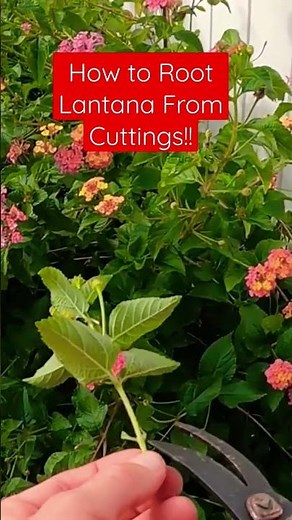 How to Root Lantana From Cuttings!! Click Below for Full video.👇👇