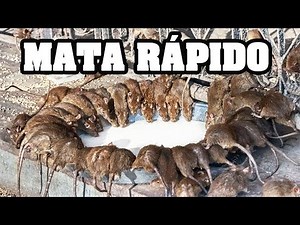 How to Kill Rats WITHOUT POISON - 2 Free Recipes
