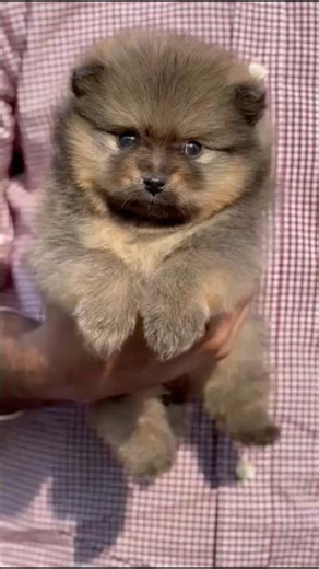 Mini Pomeranian Puppy 🐶✨ | Cute & Fluffy Mini Pom | AP & TS#pets #puppy #dog #dogshorts #cutepuppy