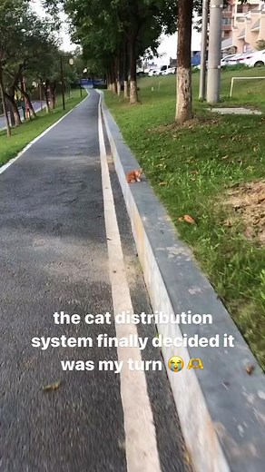 KITTY IS SO HAPPY 🥹 | Cat Distribution System