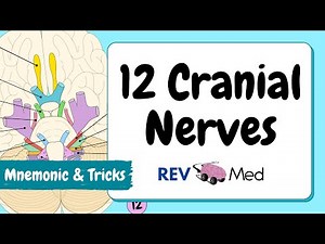 Cranial Nerves: Only Video You NEED! (MUST WATCH)