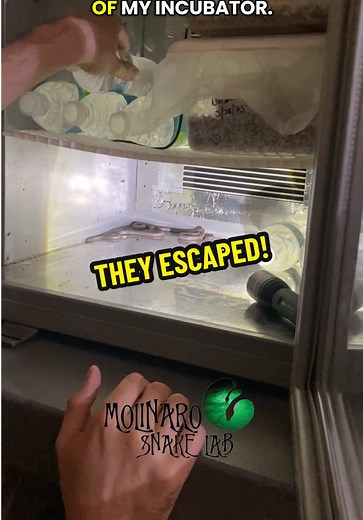 This is classic! Children’s pythons doing something they do well…. Escape! This was from a 2023 clutch. Incubation in my old incubator as well! #molinarosnakelab #childrenspythons #pythons #reptiles #fyp