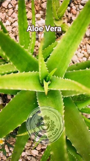 Aloe Vera: la planta que sustituye a medio botiquín 🪴⛑️
