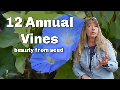 Climbing Vines You Can Grow from Seed - Budget Gardening