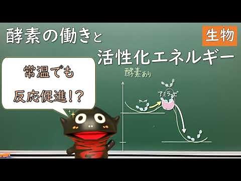 酵素の働きと活性化エネルギー【32生物】