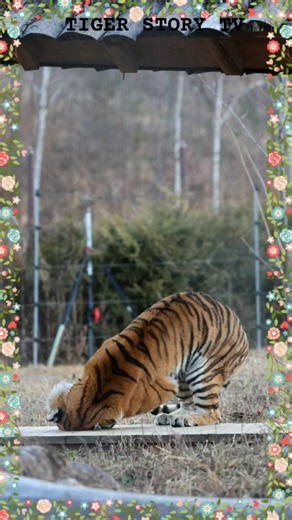 💙태범🎀무궁💗몰랐던 순간 공개👀(주간하이라이트)#shortsvideo #wildlife #tiger #animal #koreatiger #cute