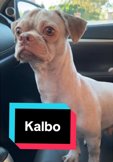 Replying to @🌸 Yumi & Yuna 🌸 kinalbo po kasi si Buga nung 2021 dahil nag ka allergy reaction siya sa chicken 😢