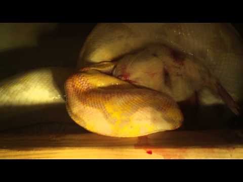 Huge purple reticulated python eating a guinea pig and the close call.