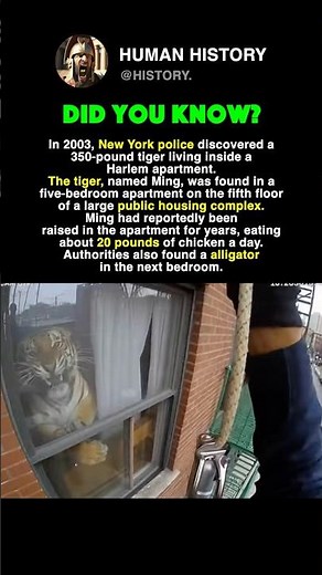 They Found A TIGER In A New York Apartment: Ming of Harlem #history #facts