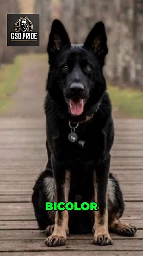 12 German Shepherd Colors You Should Know. Most people only know the classic black & tan… but German Shepherds come in over a dozen colors — from sable, black, bi-color, and white, all the way to rare shades like blue and Isabella. Every color is 100% pure German Shepherd — and none of them change loyalty, drive, or working ability. Which one is your favorite? . . . . #germanshepherd #gsd #gsdcolors #germanshepherddog #blackandtan #sablegsd #whitegsd #blackgsd #rarecolors #gsdnation #gsdcommunit