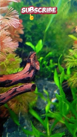 Tropical Paradise | Green Aquascape Tank