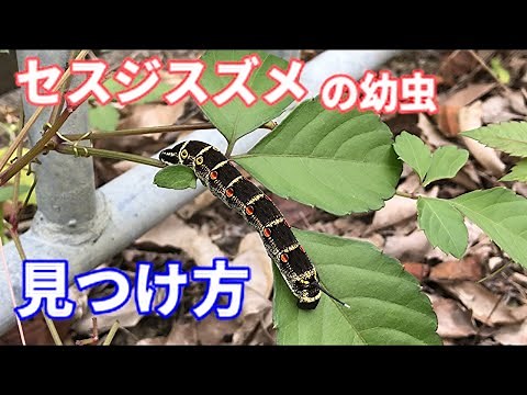 【昆虫観察】セスジスズメ幼虫の見つけ方