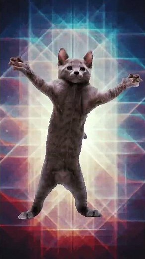 Cat I’m a kitty cat #funny #memes