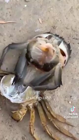 The person managed to capture the rare moment of ecdysis, when the crab enters the process of molting and shedding its exoskeleton to grow.