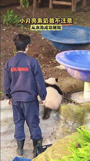 “4-Month-Old Panda Moon Climbs a Tree for the First Time! 🐼🌙 So Strong!”#BabyPanda #PandaMoon