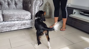 Alfie is 7 months old and barks at animals on the television. There are a number of ways to train quiet behaviour when your dog barks at the TV. Here we are marking and reinforcing any quiet behaviour when he would ordinarily bark. At first, this might only be when the Alfie takes a breath between barks. While he is eating the treat, he is also quiet, so we can click and reinforce the moment he finishes the treat. If we can get a quarter of a second of quiet behaviour, we can get half a second. 