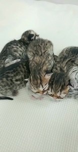 10K views · 1.2K reactions | Awe!!! Look at these adorable newborn Teacup Persian Kittens! Follow their progress on our website: www.dollfacepersiankittens.com | Dollface Persian Kittens | Facebook