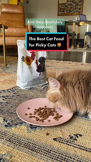 Cat Person Cat Food Review: Happy & Healthy Meal Time