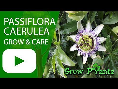 Passiflora caerulea - grow & care (Bluecrown Passionflower)