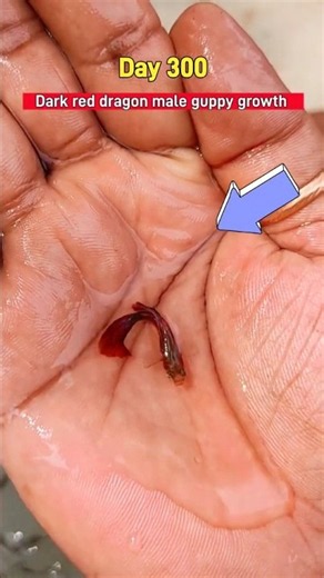 Dark red dragon male guppy fish growth time lapse #yt #ytshorts #guppy #ytviral