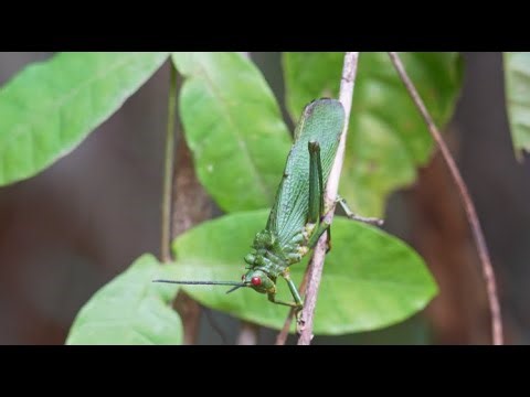 Phyteumas purpurascens