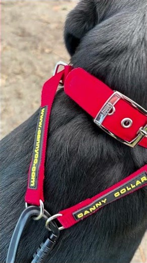 Leine für starke Zieher | Sicherer Karabiner mit Drehgelenk